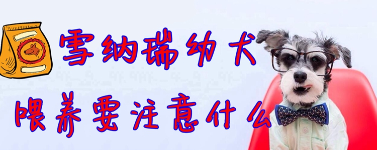 雪納瑞幼犬喂養要注意什么