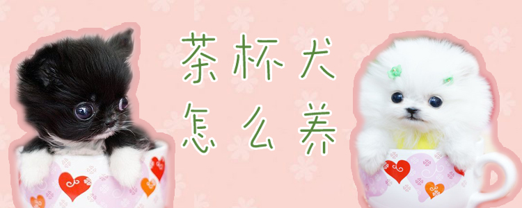 茶杯犬怎么養