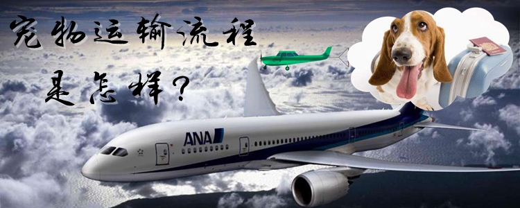 寵物運輸流程是怎樣