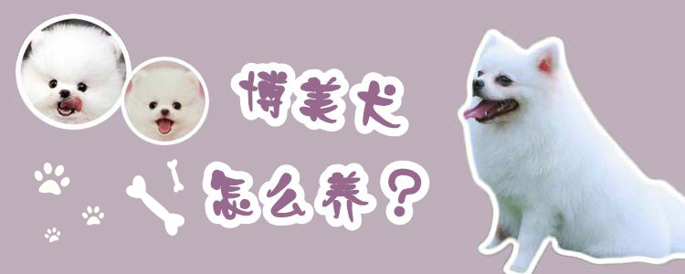 博美犬怎么養