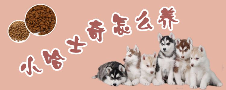 小哈士奇怎么養