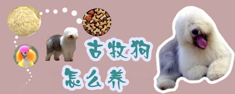 古牧狗怎么養