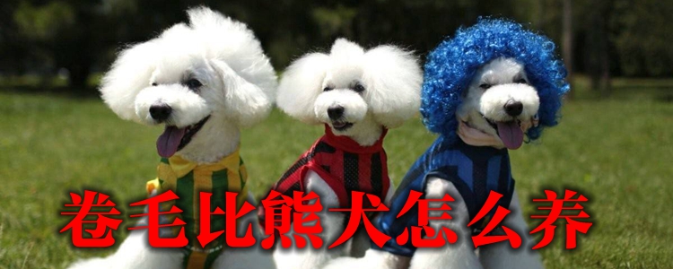 卷毛比熊犬怎么養