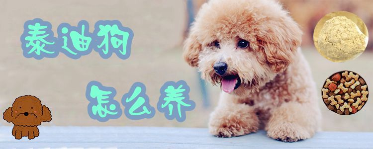 泰迪狗怎么養(yǎng)