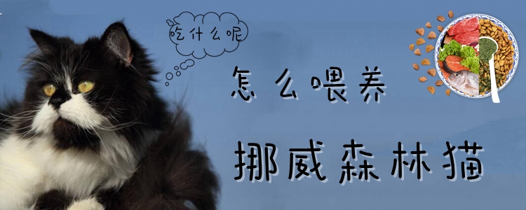 怎么喂養挪威森林貓