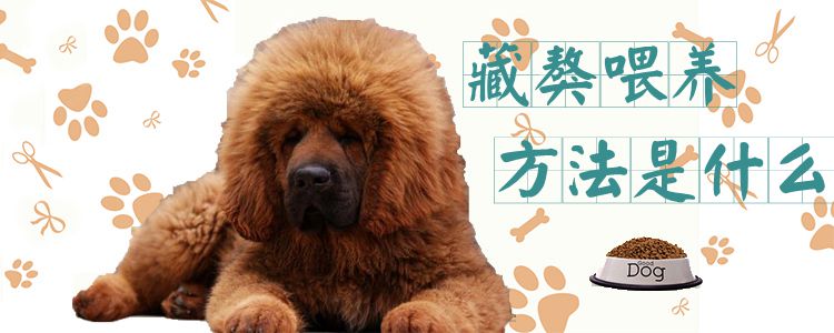 藏獒喂養(yǎng)方法是什么