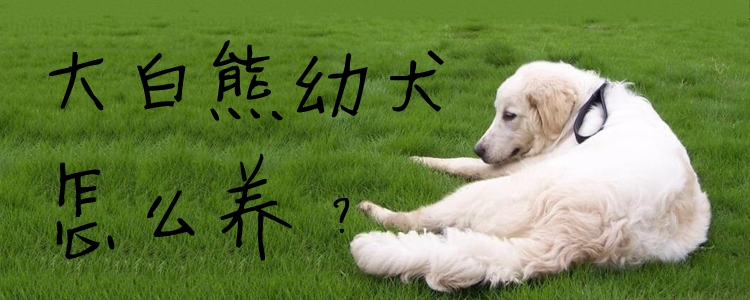 大白熊幼犬怎么養