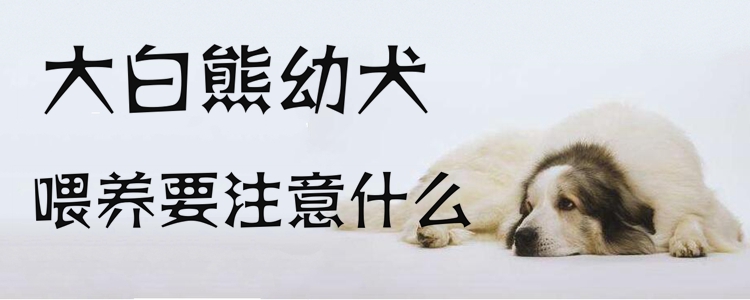 大白熊幼犬喂養要注意什么