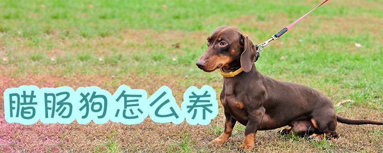 臘腸狗怎么養