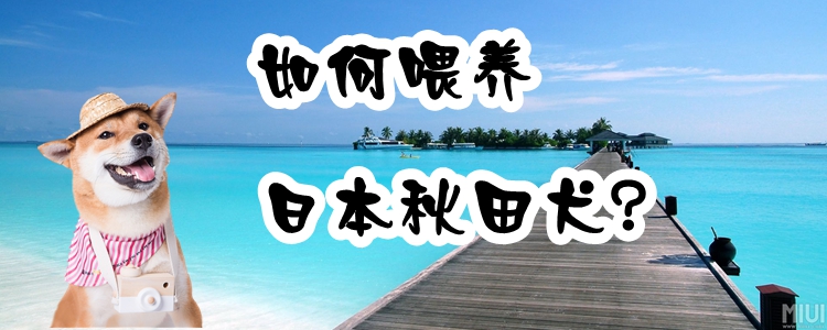 如何喂養(yǎng)日本秋田犬