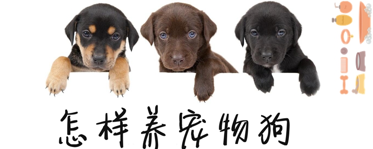 怎樣養寵物狗