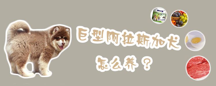 巨型阿拉斯加犬怎么養