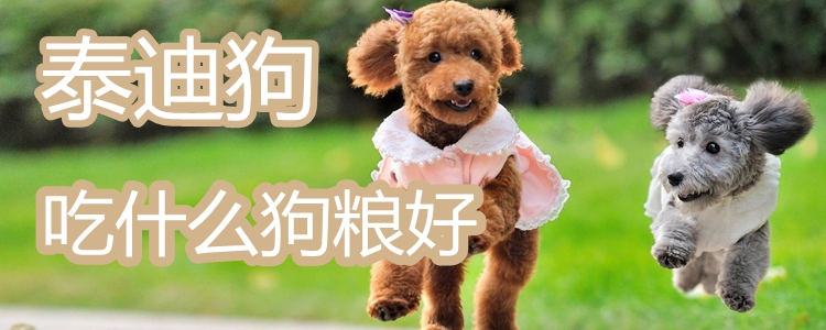 泰迪狗吃什么狗糧好