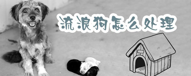 撿到流浪狗帶回家要怎么處理