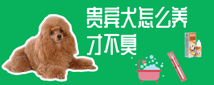 貴賓犬怎么養才不臭