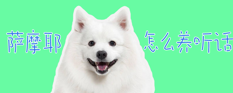 薩摩耶怎么養聽話