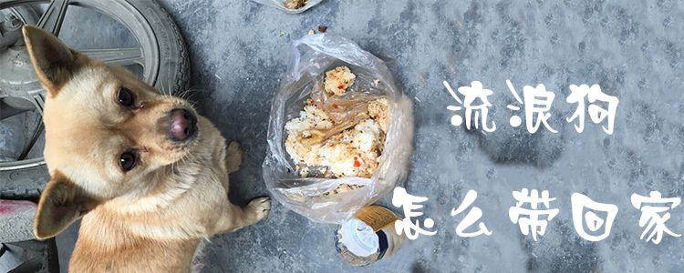 流浪狗怎么帶回家