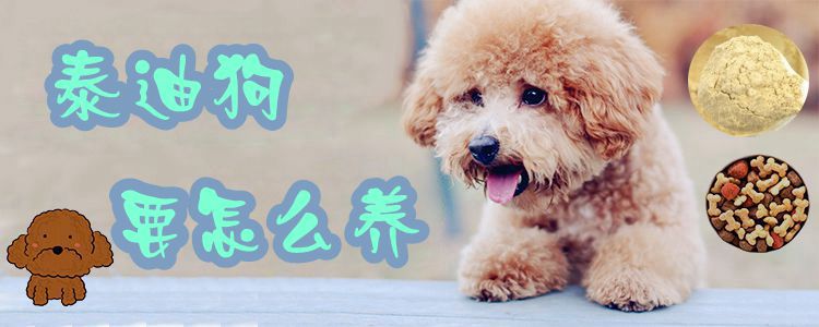 泰迪狗要怎么養0