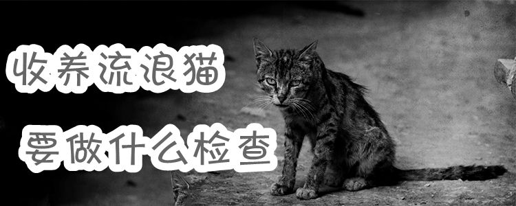 收養流浪貓要做什么檢查