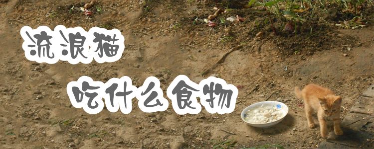 流浪貓吃什么食物