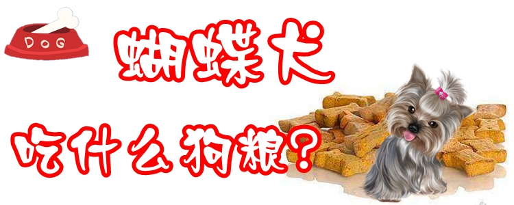 蝴蝶犬吃什么狗糧