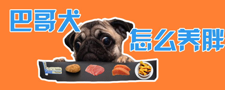 巴哥犬怎么養(yǎng)胖