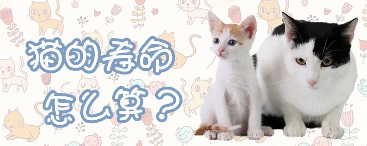 貓的壽命怎么算