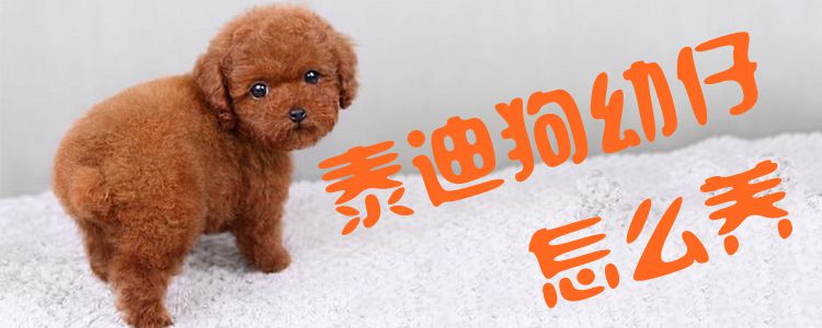 泰迪狗幼仔怎么養1