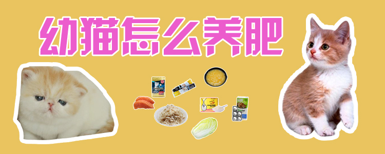 幼貓?jiān)趺答B(yǎng)肥
