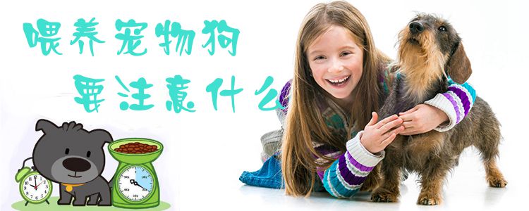 喂養寵物狗要注意什么1