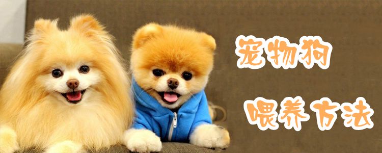 寵物狗喂養方法