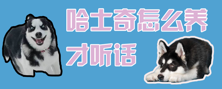 哈士奇怎么養才聽話