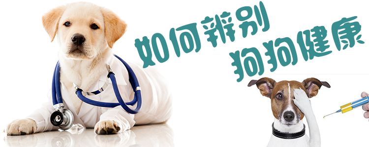 如何辨別狗狗健康
