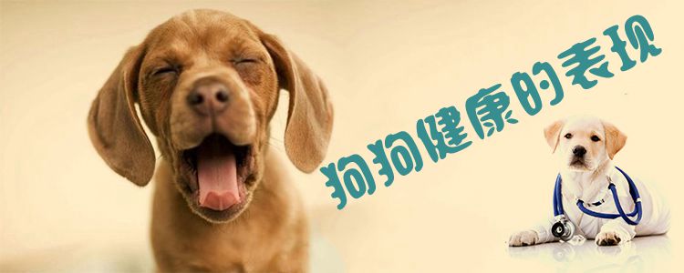 狗狗健康的表現(xiàn)