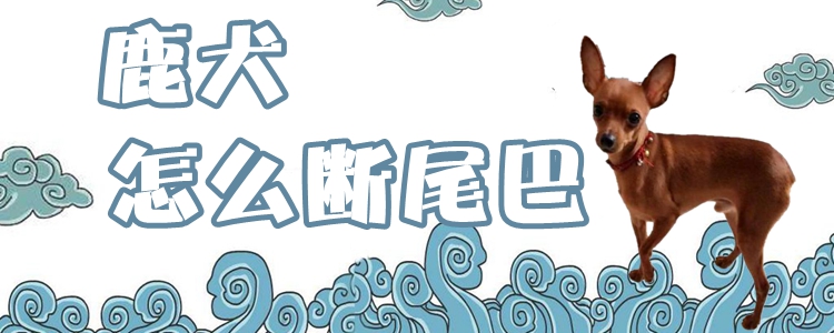 鹿犬怎么斷尾巴