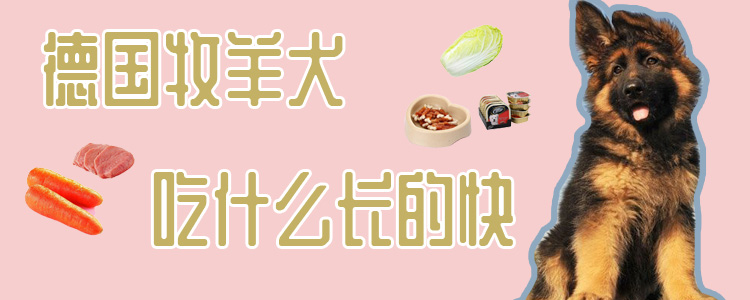德國(guó)牧羊犬吃什么長(zhǎng)的快