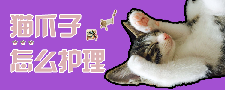 貓爪子怎么護理