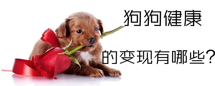 狗狗健康的表現(xiàn)有哪些