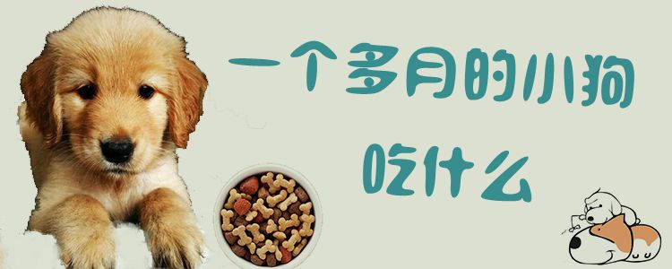 一個多月的小狗吃什么