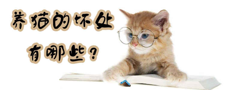 養貓的壞處有哪些