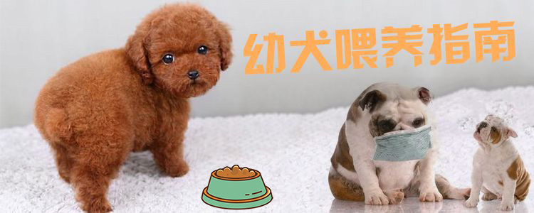 幼犬喂養指南1