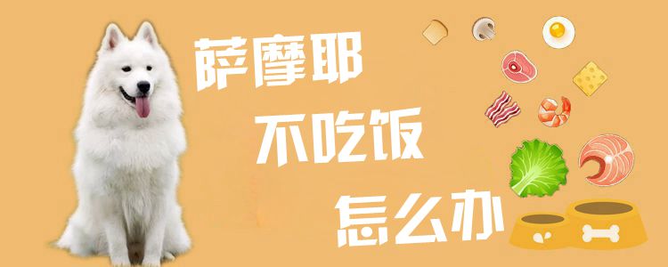 薩摩耶不吃飯怎么辦