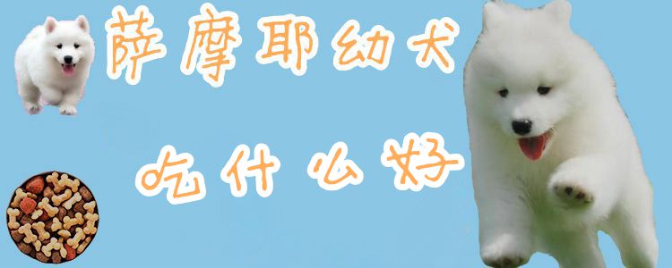 薩摩耶幼犬吃什么好1