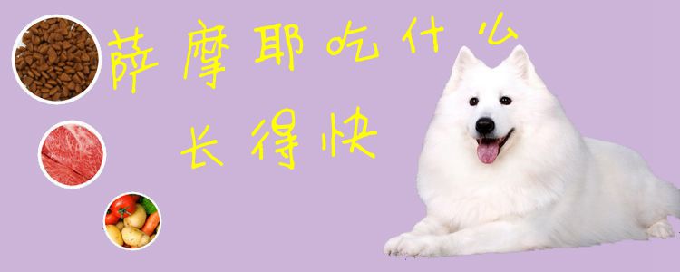薩摩耶吃什么長得快1