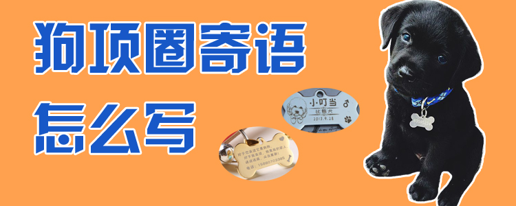 狗項圈寄語怎么寫