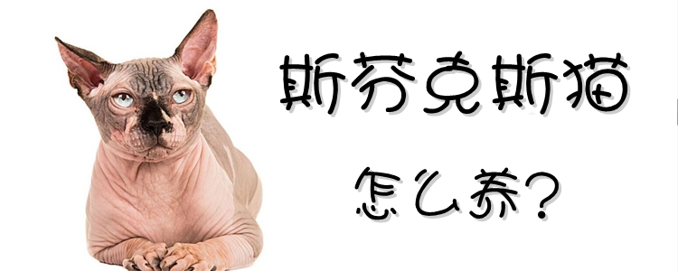 斯芬克斯貓怎么養