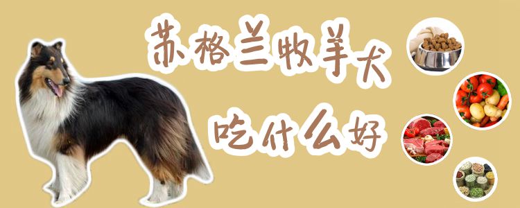 蘇格蘭牧羊犬吃什么好