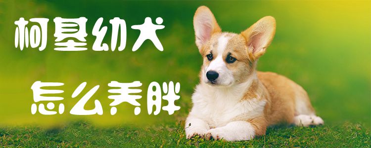 柯基幼犬怎么養胖1