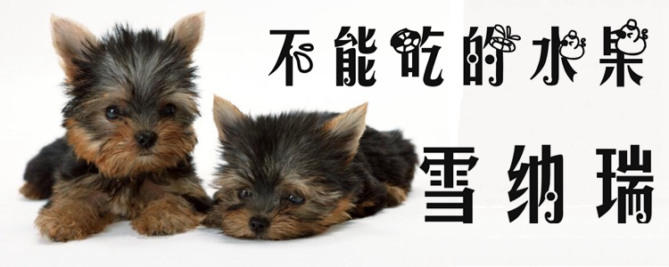 雪納瑞不能吃的水果有哪些