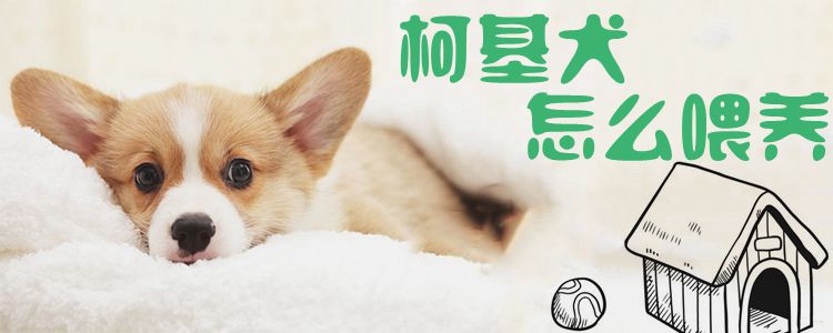柯基犬怎么喂養(yǎng)